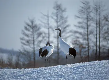 Les grues japonaises ou Tanchô sont des animaux fidèles, restant avec le même partenaire tout au long de leur vie Les grues japonaises ou Tanchô sont des animaux fidèles, restant avec le même partenaire tout au long de leur vie