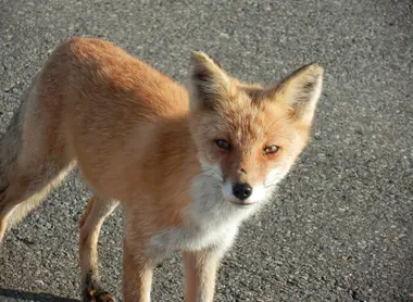 Les grues du Japon n'ont pas le monopole du village de Tsurui, les renards sont aussi bien accueillis