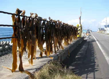 L'algue kombu séchant dans un petit village de pêcheurs sur l'île Rishiri.