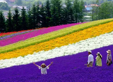 Champs de fleurs à Furano