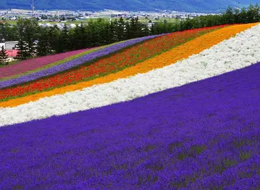 Champs de fleurs à Furano