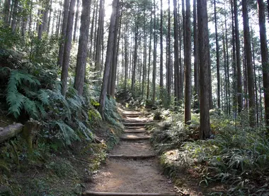 The historic paths of Kumano Kodo through the forest The historic paths of Kumano Kodo through the forest