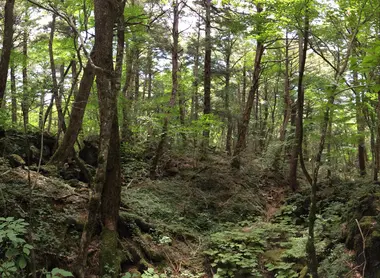 Forêt d'Aokigahara foret aokigahara