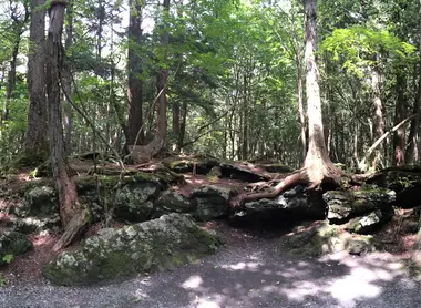Sols d'Aokigahara Aokigahara