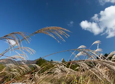 Le champ de pampas Sengokuhara, dans la région de Hakone