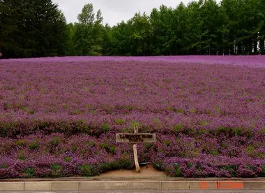 Les champs de lavande de la ferme Tomita Les champs de lavande de la ferme Tomita