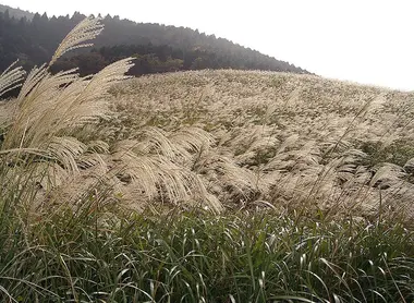 Les "susuki" s'étendent à perte de vue