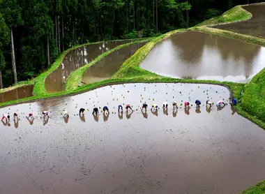 Les rizières du village de Ojiro