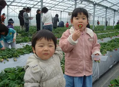 "Ichigo gari", la cueillette des fraises au Japon "Ichigo gari", la cueillette des fraises au Japon