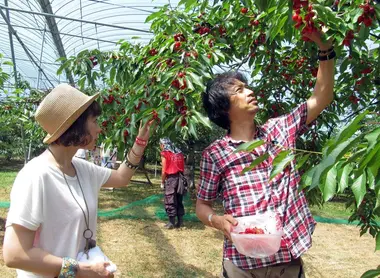 La cueillette des cerises à la ferme Ohashi (Hokkaido) La cueillette des cerises à la ferme Ohashi (Hokkaido)