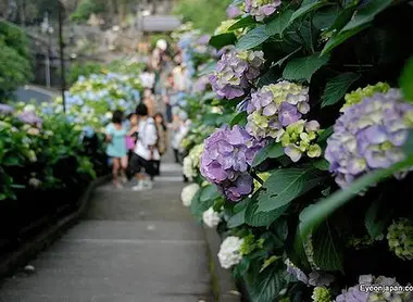 Des allées d'hortensias à Kamakura Des allées d'hortensias à Kamakura