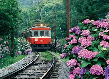 Le train Hakone Tozan vous balade parmi les allées d'hortensias Le train Hakone Tozan vous balade parmi les allées d'hortensias