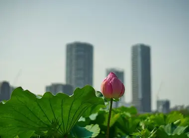 Lotus en fleur au parc d'Ueno à Tokyo Lotus en fleur au parc d'Ueno à Tokyo