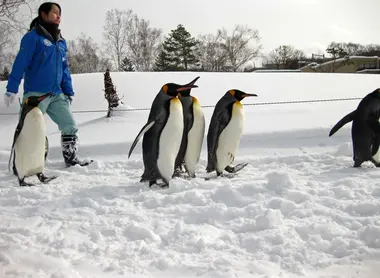 La balade des pingouins du zoo La balade des pingouins du zoo d'Asahikawa