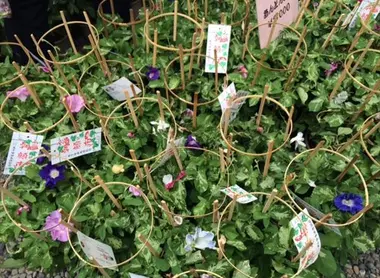 Au festival Iriya Asagao matsuri, les Belles-de-jour sont les reines de la fête !