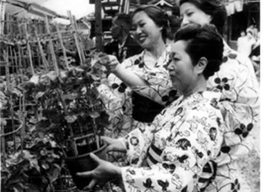 Le festival Iriya Asagao aux alentours des années 1940 (ère Showa).
