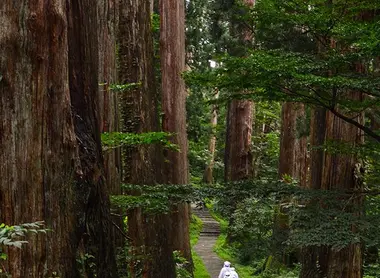 Le programme prévoit de la marche dans les monts sacrés de Dewa Sanzan