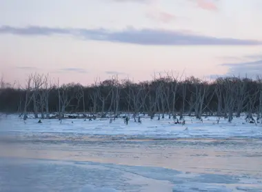 Les squelettes des arbres morts hantent encore la péninsule de Notsuke