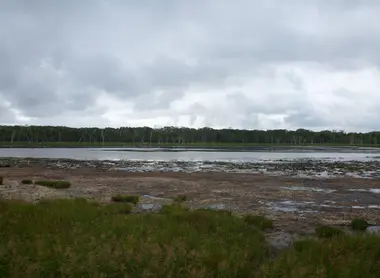 Au loin, les squelettes d'arbres côtoient la forêt encore bien vivante Au loin, les squelettes d'arbres côtoient la forêt encore bien vivante