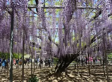 parc-floral-ashikaga-glycine