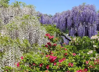 Glycines blanches violettes