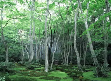 Le temple Gio-ji et son jardin de mousse