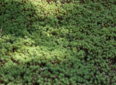 Le jardin Yoshiki-en à Nara