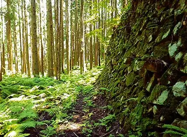 Les forêts de l'Osorakan snow park en été Les forêts de l'Osorakan snow park en été