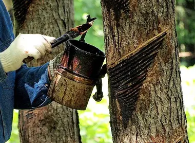 prelevement_seve_arbre_a_laque prelevement_seve_arbre_a_laque