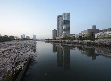 Parc Sakuranomiya en pleine floraison