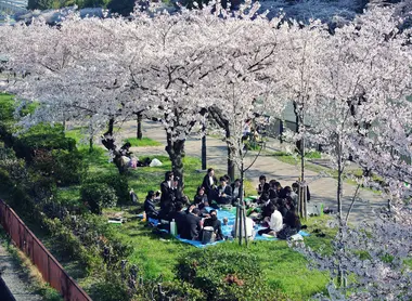 Hanami au Parc Sakuranomiya