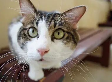 Chat dans un cat cafe japonais