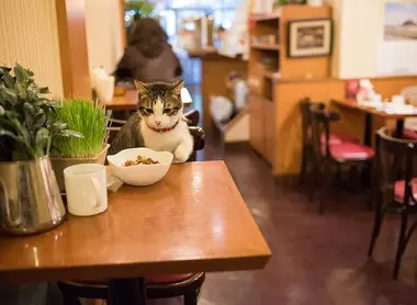 Un chat bien à l'aise dans un cat cafe de Tokyo