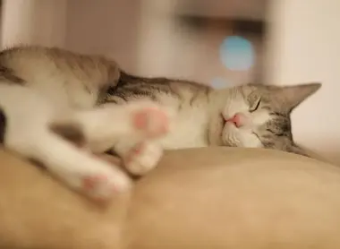 Chat endormi dans un café à chats de Kamata, Tokyo