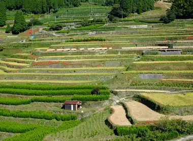 Les rizières Hoshino