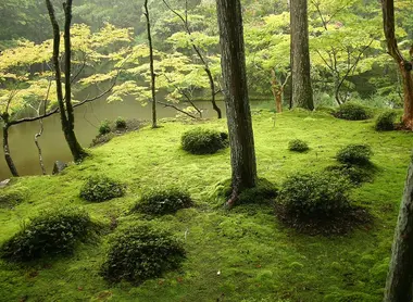 Jardin de mousse du temple Saihō-ji, près de Kyōto (Patrimoine mondial de l'UNESCO).