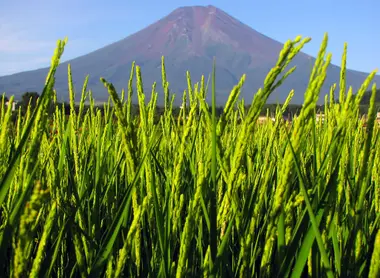 Une rizière en été avec le mont Fuji en fond, Fujiyoshida