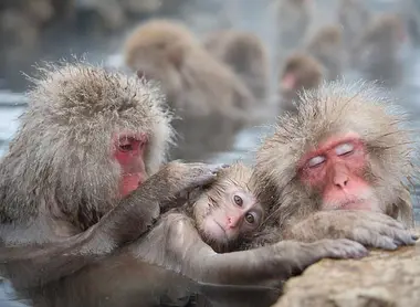 Les singes se délectent des sources chaudes (onsen) Les singes se délectent des sources chaudes (onsen)