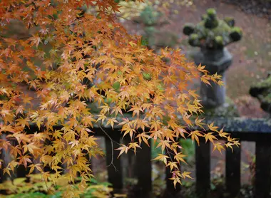 Taiyuin-byō kōyō en Nikkō, prefectura de Tochigi