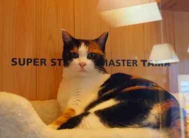 Tama le chat chef de gare à la la gare de Kishi