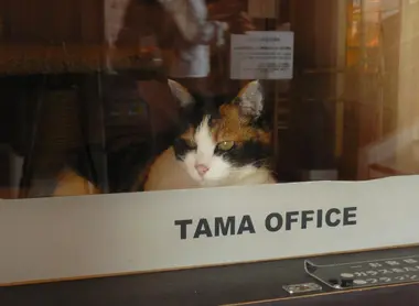 Tama: le chef de gare derrière la vitre de son bureau à la gare de Kishi