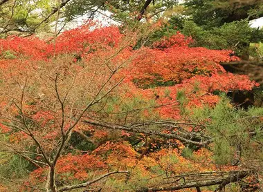 Quelque 200 arbres de 5 espèces différentes rougissent dans le parc Momijidani