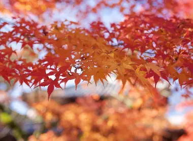 Érables du temple Eikando