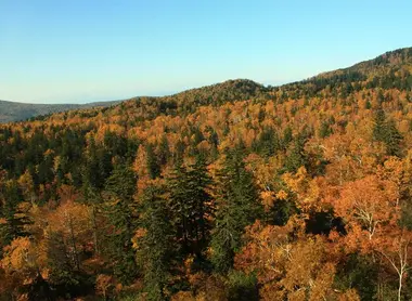 Les forêts sur les flancs du mont Asahidake Les forêts sur les flancs du mont Asahidake