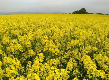 Champ de fleurs de Kuromatsunai