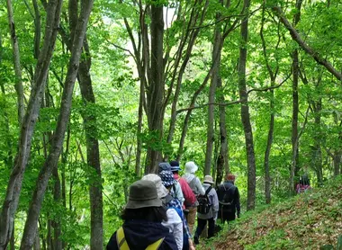Randonnée dans le bois de Komatsunai