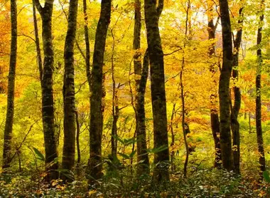 The Buna no mori forest in autumn during the koyo