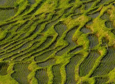 Rice terraces near Wajima