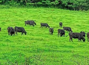Les vaches du mont Sanbe