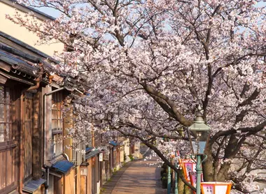 kazue-machi-sakura kazue-machi-sakura